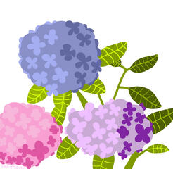 Hydrangeas Hydrangeas